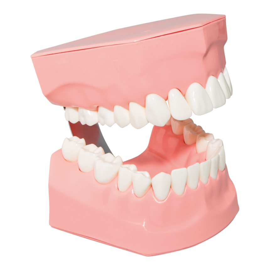 Gebiss-Modell 2:1,1 Stk.