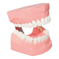 Gebiss-Modell 2:1,1 Stk.